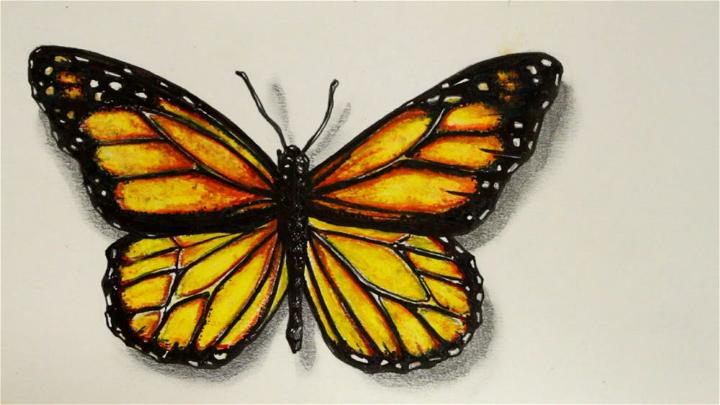 Draw a Realistic Butterfly