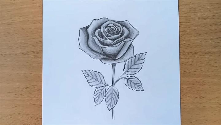 Draw a Rose with Pencil