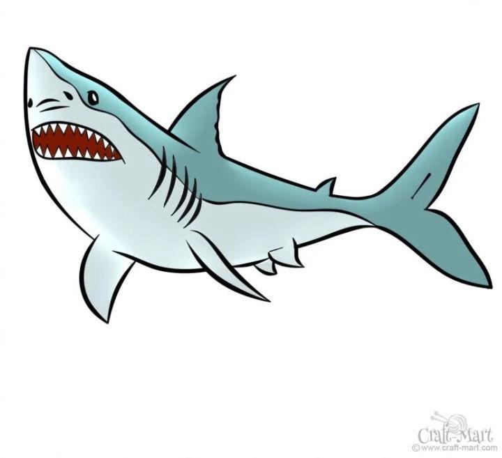 Draw a Shark in 9 Easy Steps