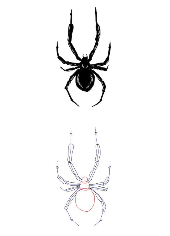Draw a Spider in Just 6 Steps
