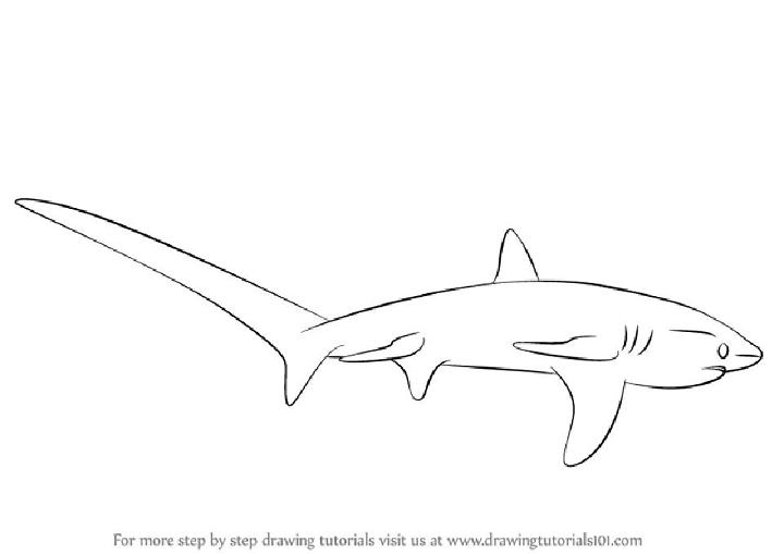 Draw a Thresher Shark