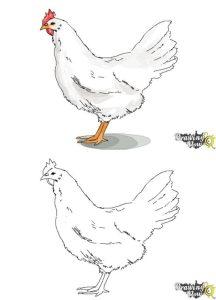 25 Easy Chicken Drawing Ideas - How to Draw a Chicken