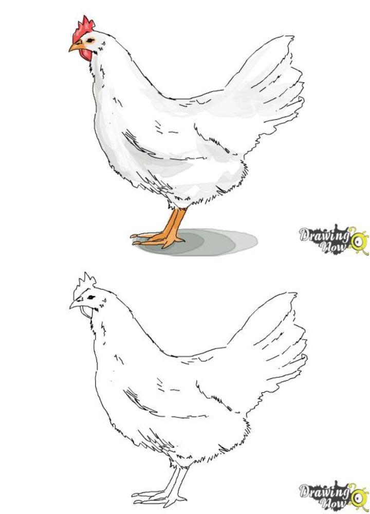 Draw a White Leghorn Chicken