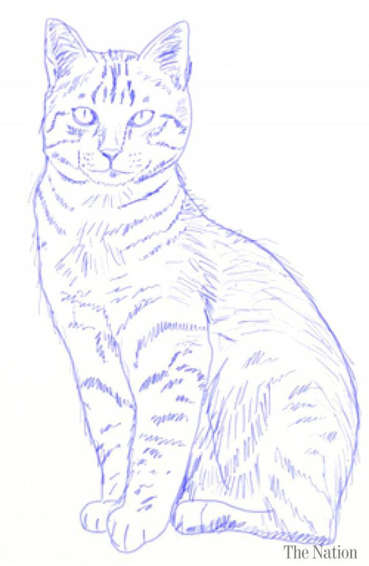 Drawing a Realistic Cat