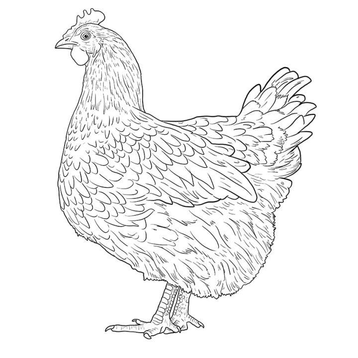 How to Draw a Chicken for Kindergarten  Easy Drawing Tutorial For Kids