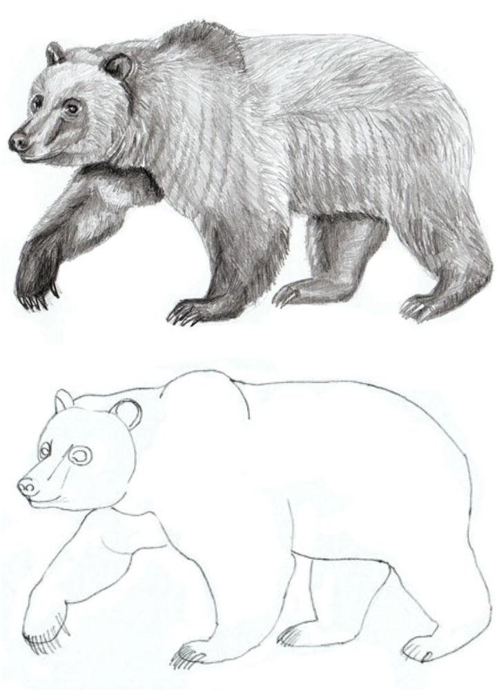 Easiest Way to Draw a Bear