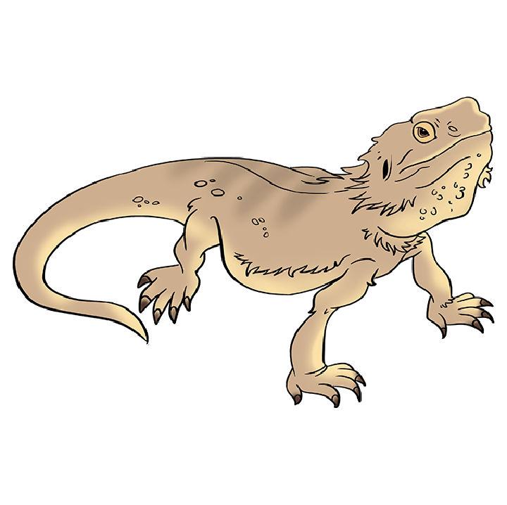 Easy Way to Draw a Bearded Dragon