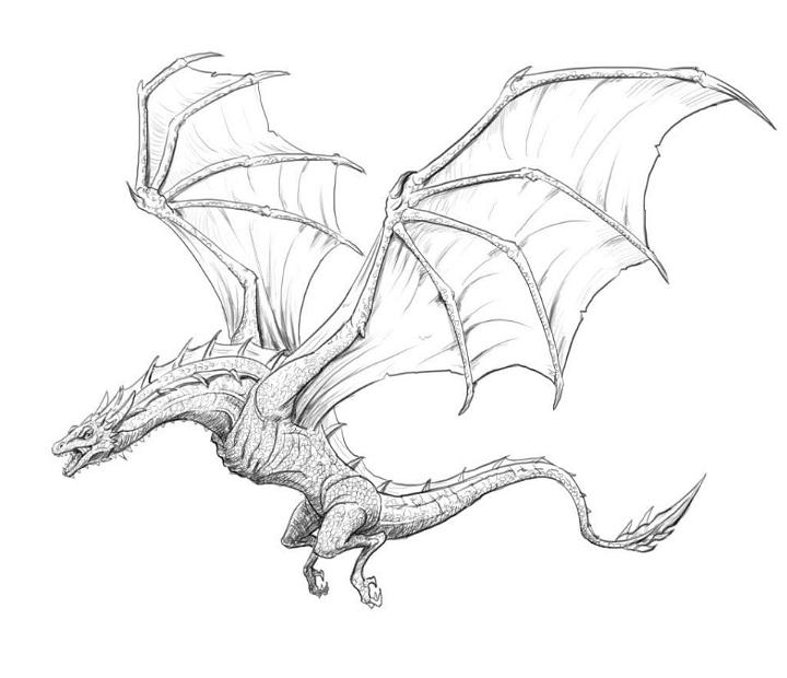 Cool Dragon Drawings For Beginners  Dragon Pictures To Colour  Free  Transparent PNG Download  PNGkey