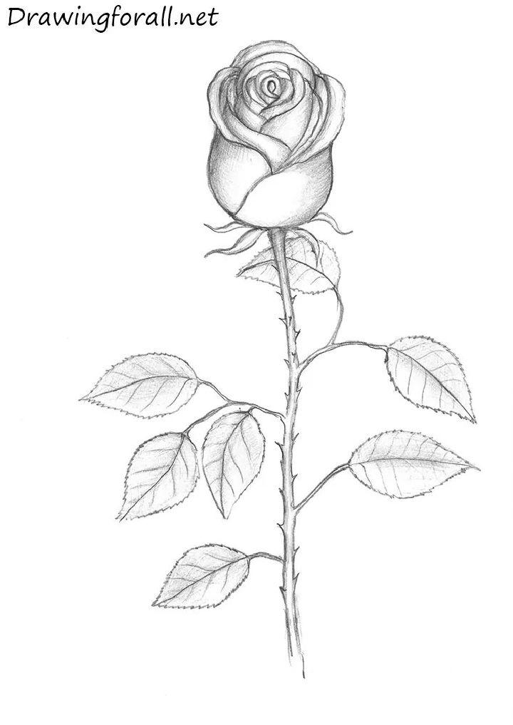 Easy Way to Draw a Rose