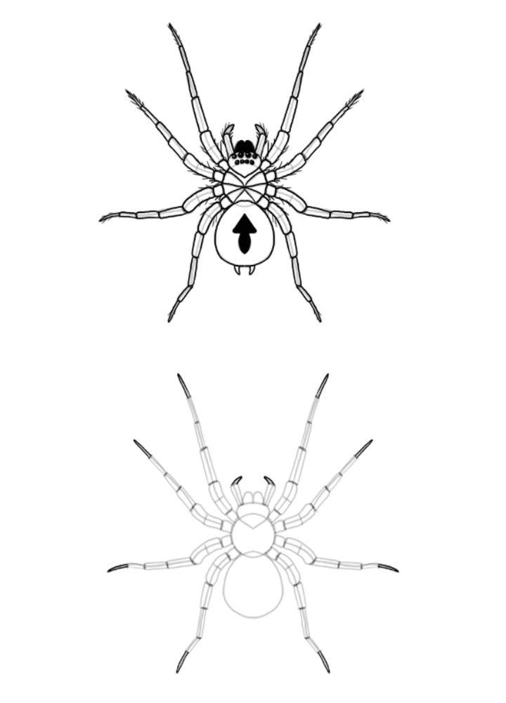 Easy Way to Draw a Spider
