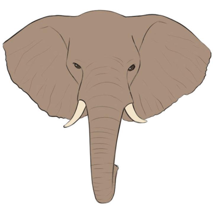 Elephant Head Drawing