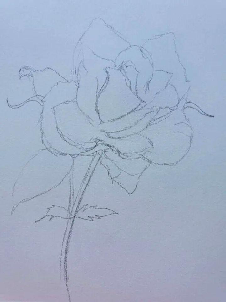 Exquisite Rose Drawing