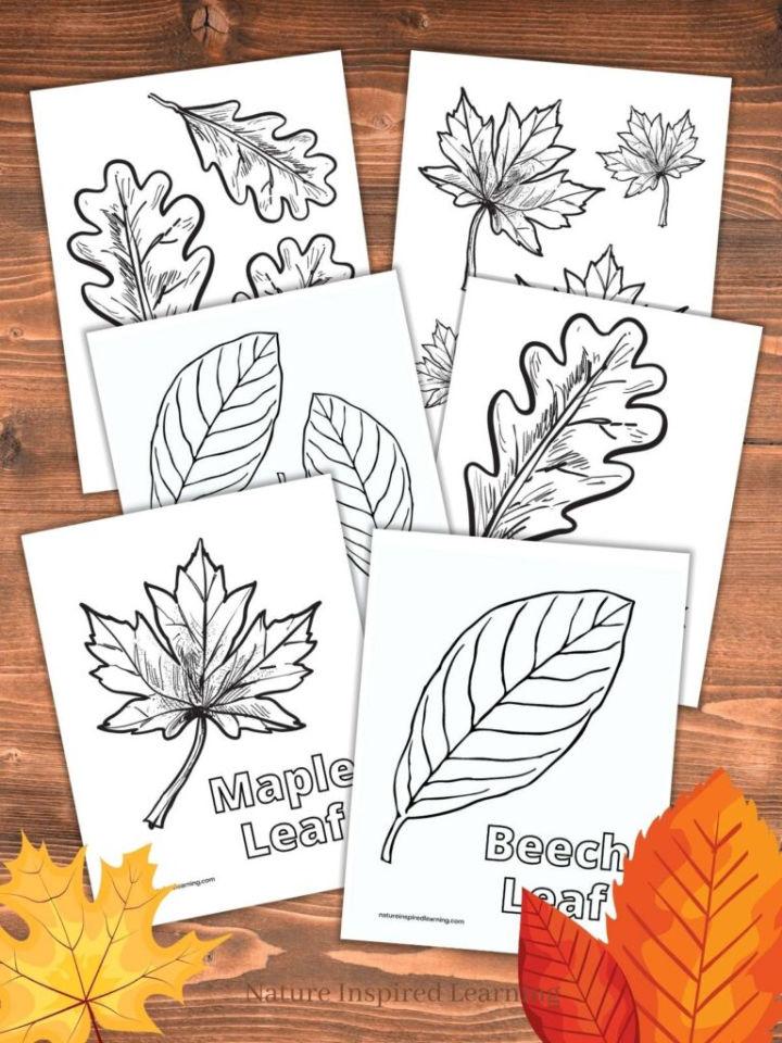 Fall Leaf Coloring Pages for Autumn