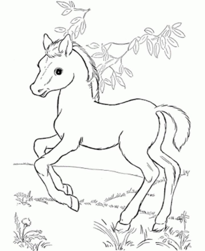 Free Baby Horse Coloring Pages