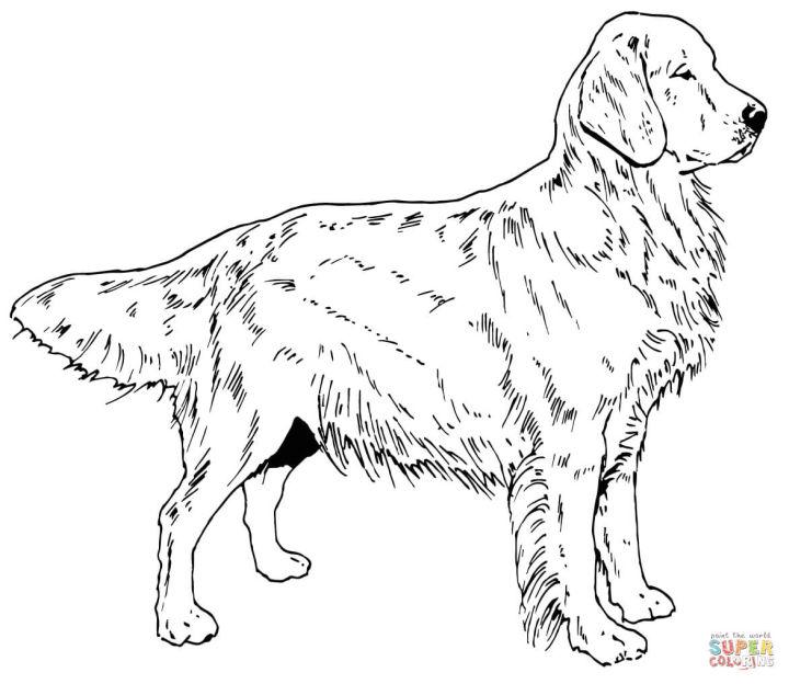 Free Golden Retriever Dog Coloring Pages