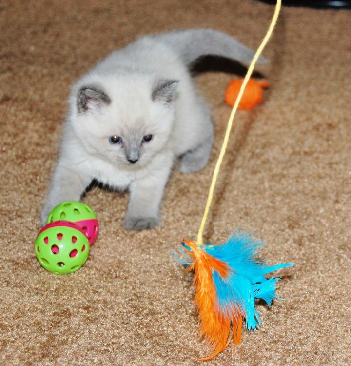 Homemade Kitten Toys