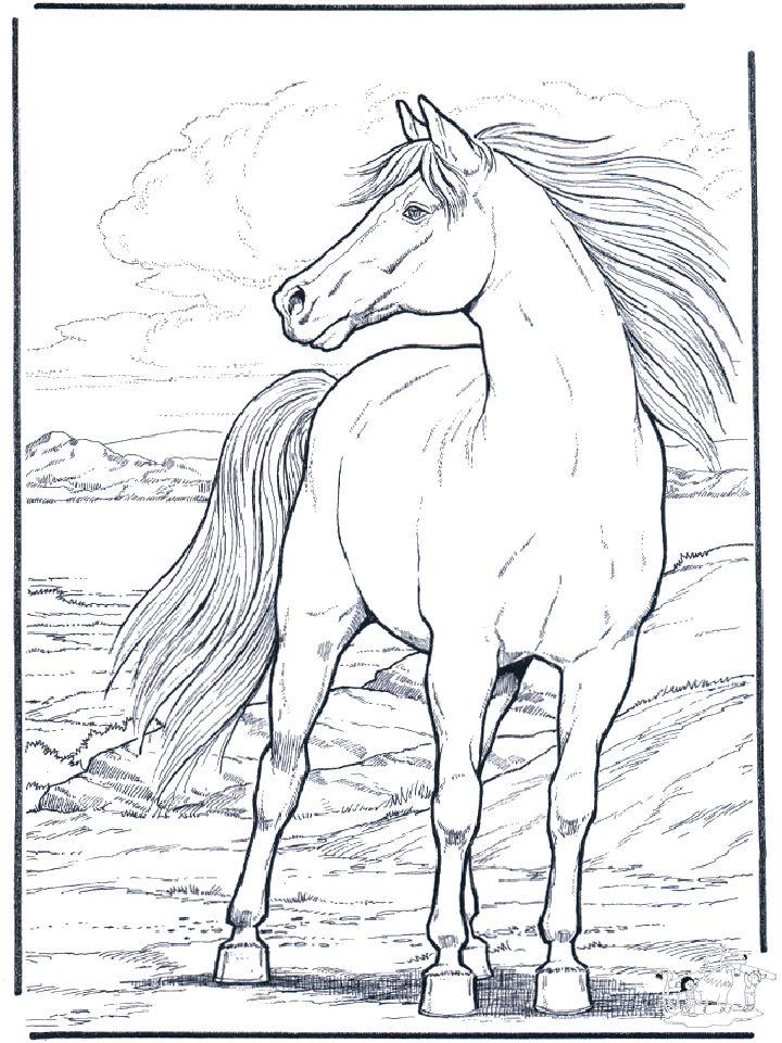 Horses Coloring Book Pages