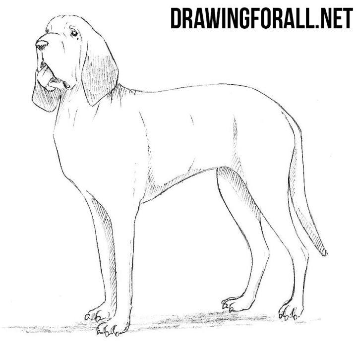 How To Draw A Bloodhound