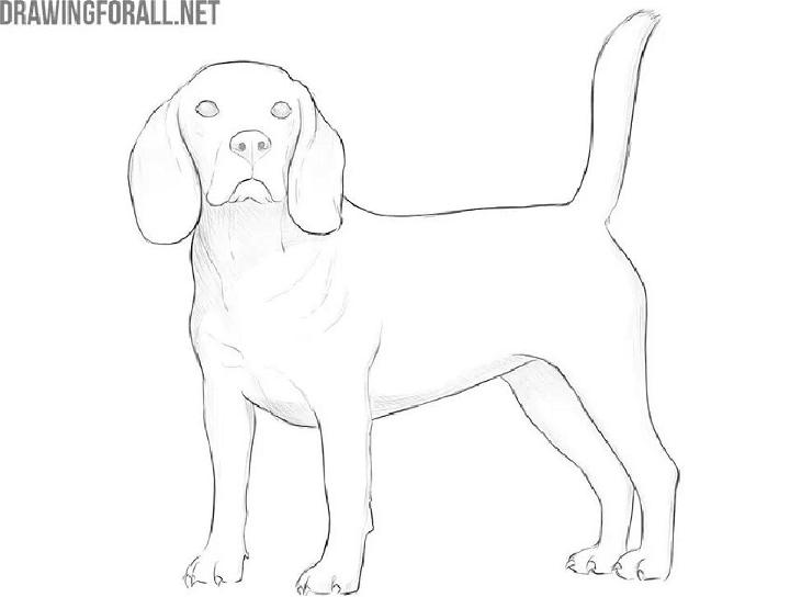 How To Draw A Realistic Dog