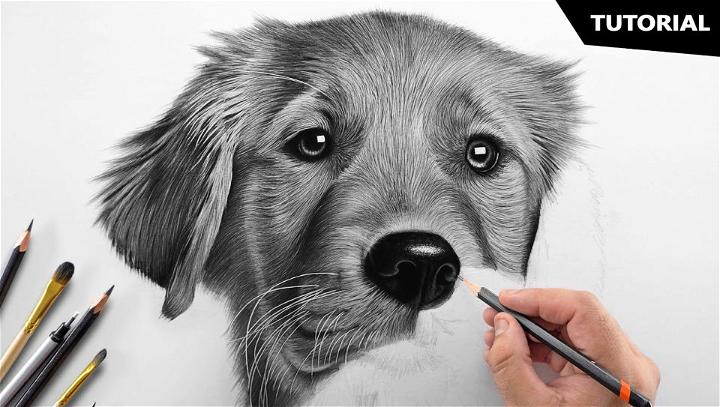 How To Sketch A Dog
