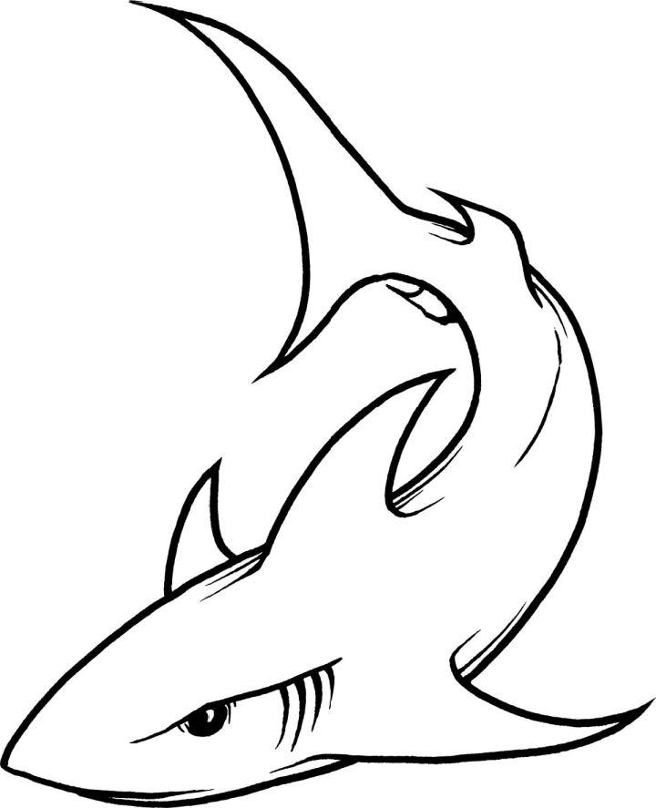 25 Easy Shark Drawing Ideas How To Draw A Shark 9094