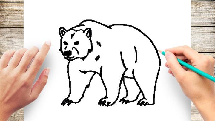How to Draw a Basic Bear Easy