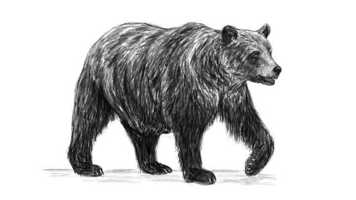 Art a Day 31365  Graphite Drawing Black Bear  Wendy Wetherbee  Nature  Focused Artist  Metalsmith