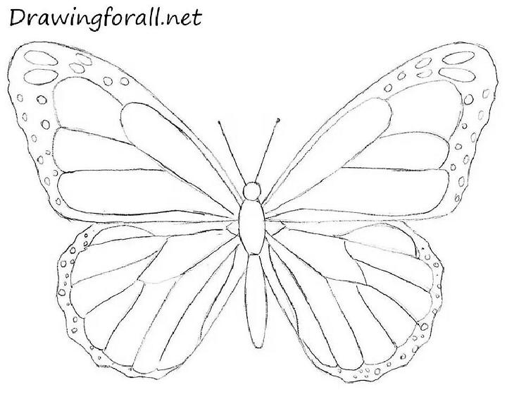 How to Draw a Butterfly Sketchfor Beginners