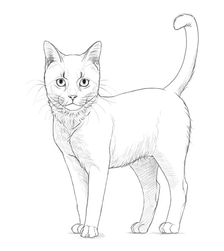 How to Draw a Cat Body