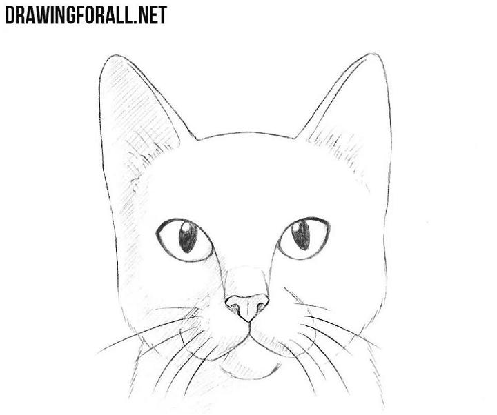 How to Draw a Cat Head