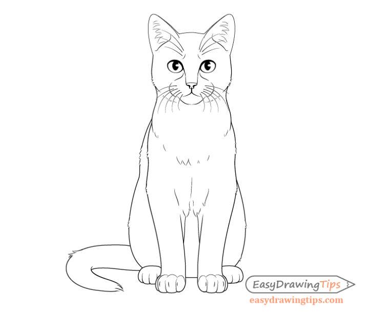 How to Draw a Cat Step by Step