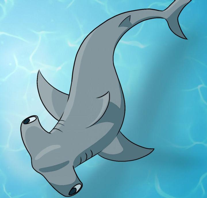 How to Draw a Hammerhead Shark