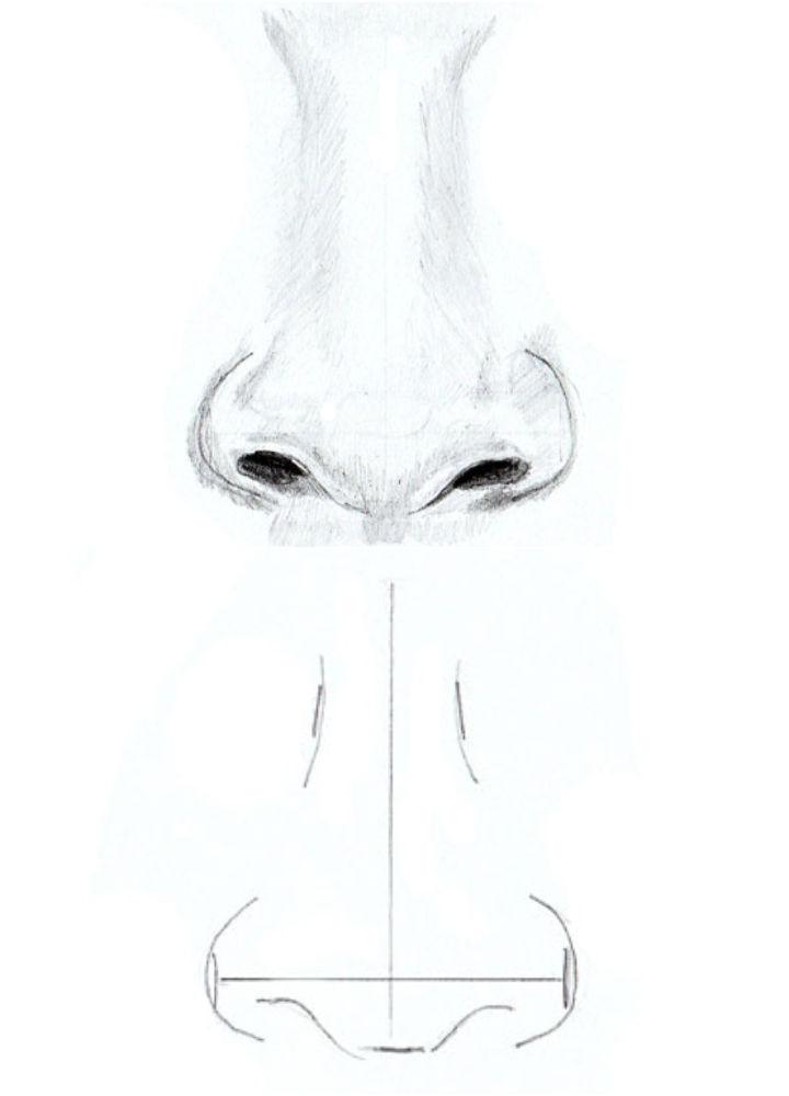 How To Draw Noses, Step by Step, Drawing Guide, by Dawn - DragoArt