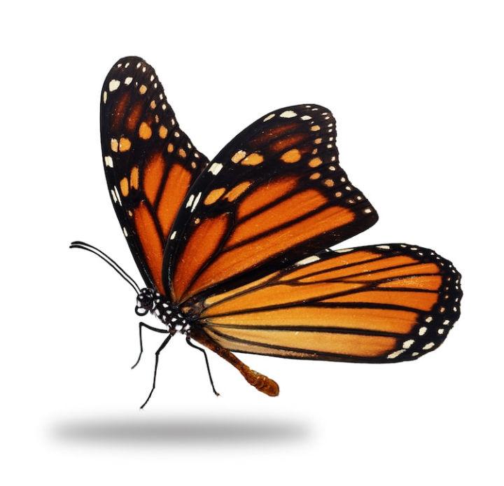 How to Draw a Monarch Butterfly