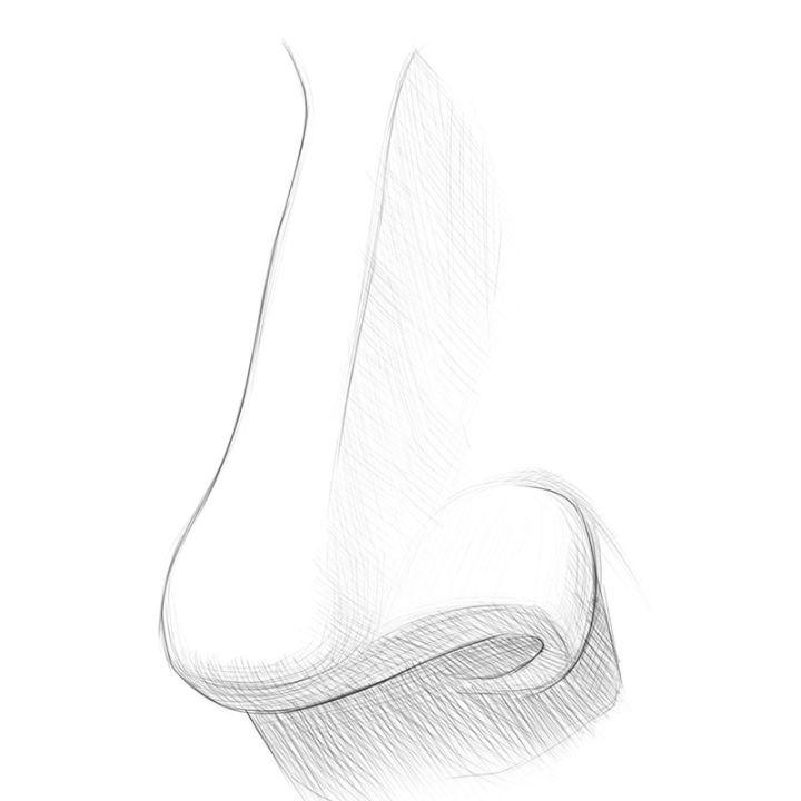 How to Draw a Nose from 3 4 View