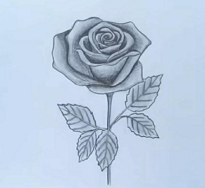 How to Draw a Rose with Pencil