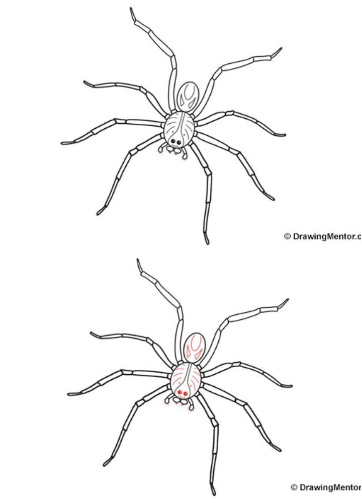 How to Draw a Spider