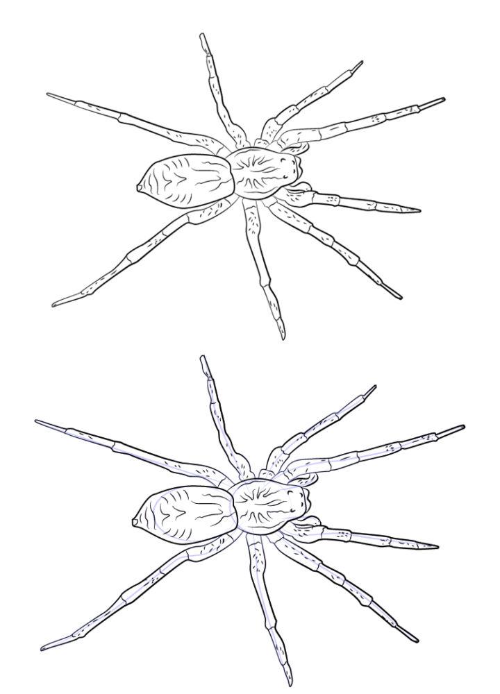 How to Draw a Wolf Spider