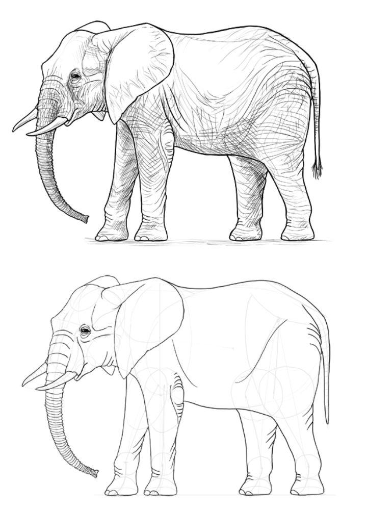 How to Draw an Realistic Elephant