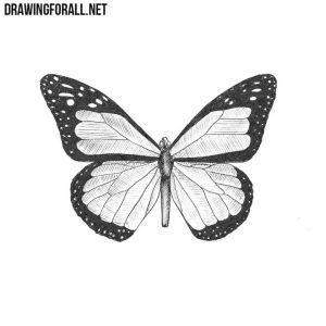 25 Easy Butterfly Drawing Ideas - How to Draw