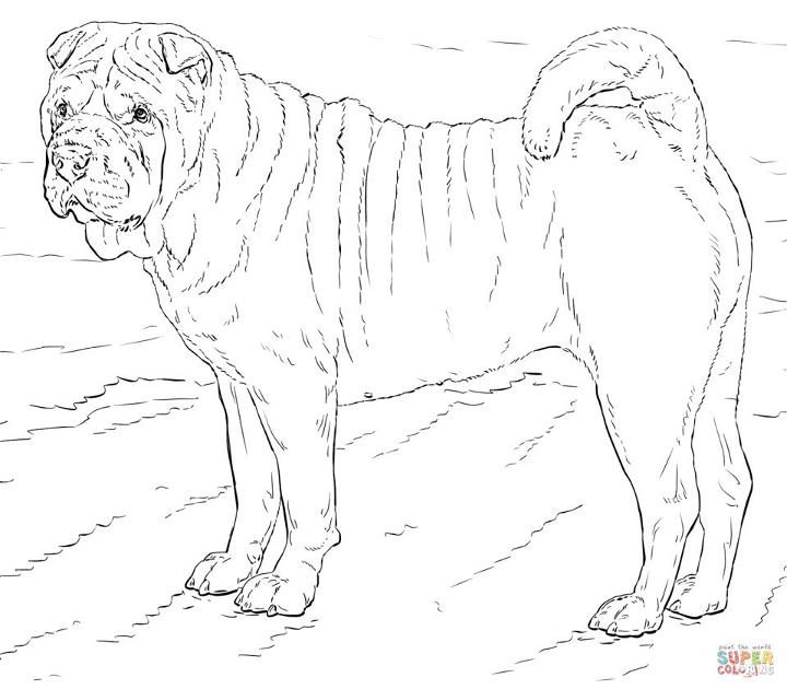 Printable Shar Pei Dog Coloring Pages
