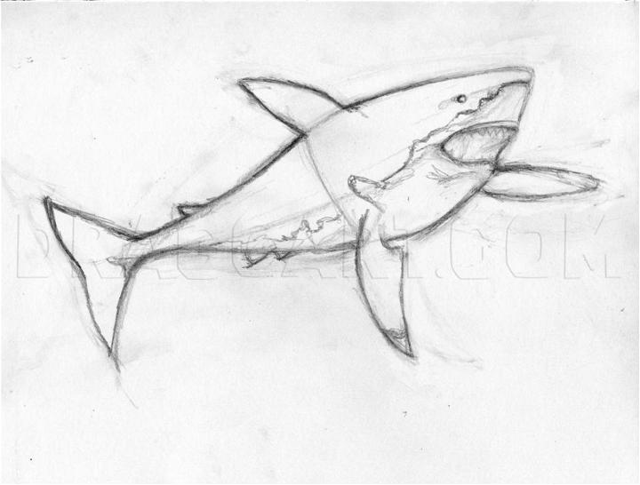 Real Shark Drawing