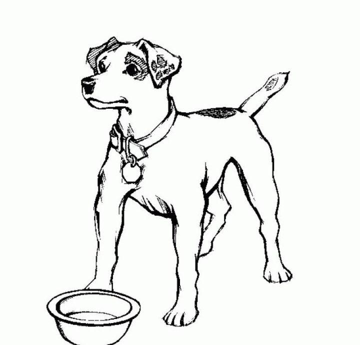 Realistic Dog Coloring Pages for Little Ones