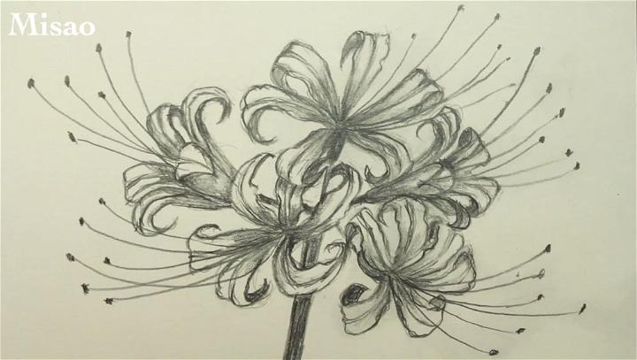 Red Spider Lily Drawing with Pencil