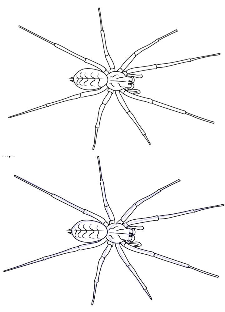 Simple Draw a House Spider
