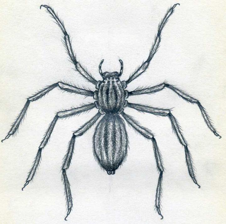 25 Easy Spider Drawing Ideas How to Draw a Spider