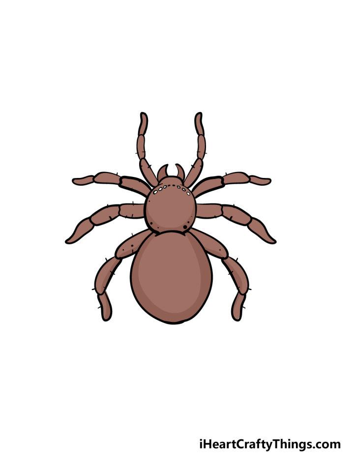 Spider Drawing Step by Step Guide