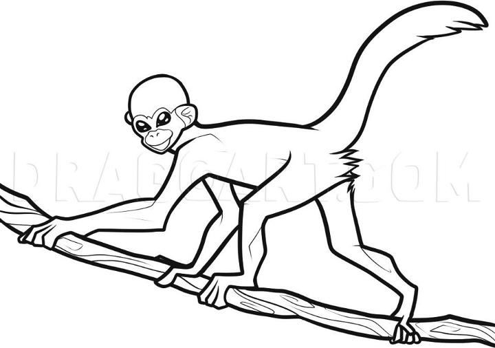 Spider Monkey Drawing