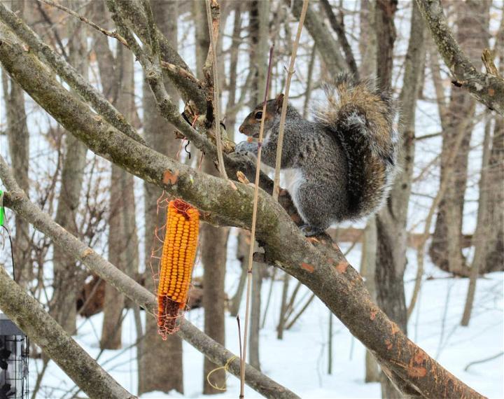 Squirrel Feeder with Corn Cob Holders