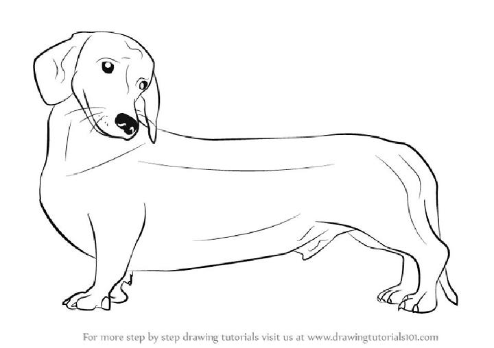 Step by Step Wiener Dog Drawing